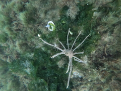 Eurypodius longirostris