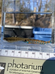 Etheostoma stigmaeum