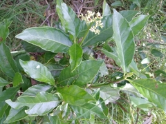 Psychotria carthagenensis