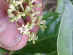 Psychotria carthagenensis