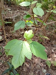 Ficus esquiroliana