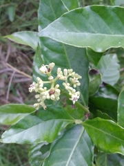 Psychotria carthagenensis