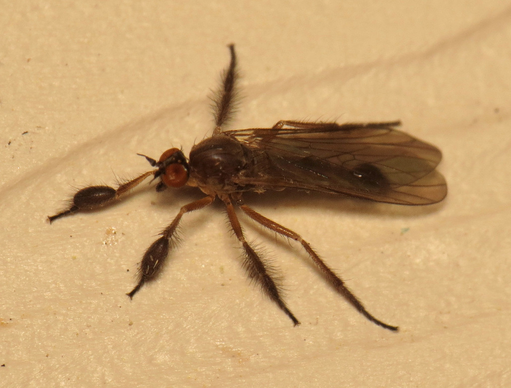 Hilara seriata