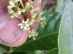 Psychotria carthagenensis