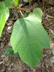 Ficus esquiroliana