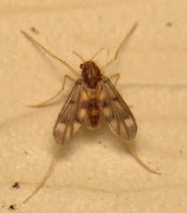 Tanypodinae