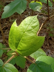 Ficus esquiroliana