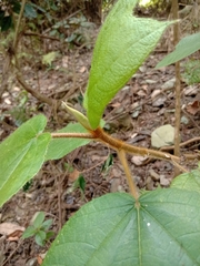 Ficus esquiroliana