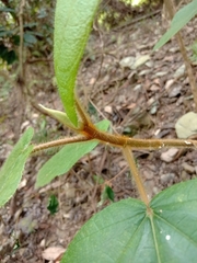 Ficus esquiroliana
