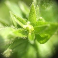 Stellaria apetala