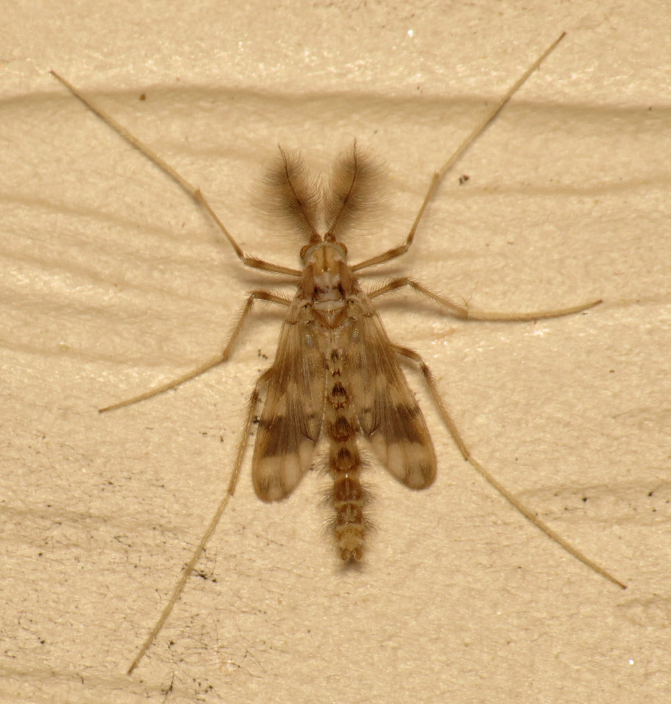 Apsectrotanypus johnsoni