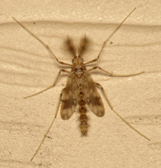 Apsectrotanypus johnsoni