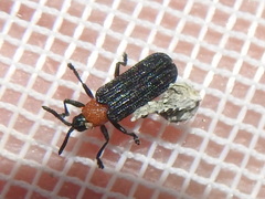 Chalepus bicolor