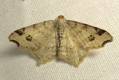 Macaria notata