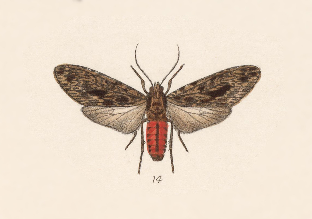 Eucereon myrtusa