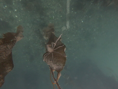 Eurypodius longirostris