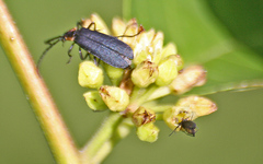 Calochromus perfacetus