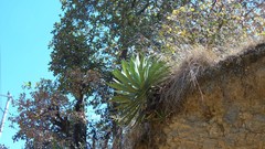 Agave lyobaa