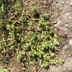 Stellaria apetala