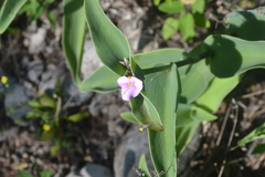 Tradescantia brevifolia