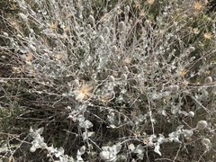 Brickellia incana