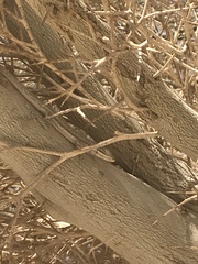 Urosaurus graciosus