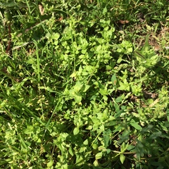 Stellaria apetala