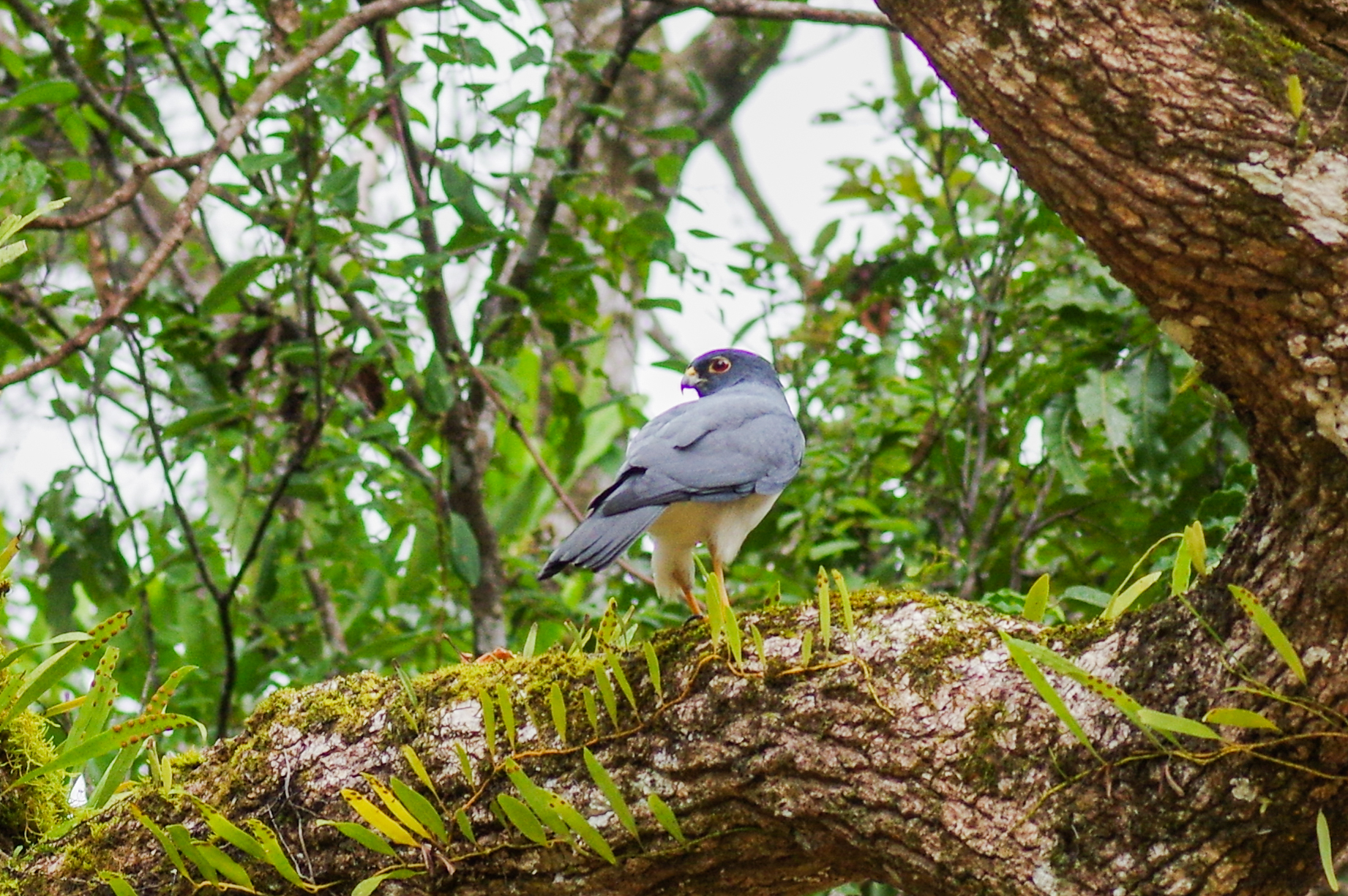 New Caledonian Goshawk illustration