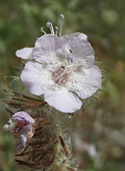 Phacelia cicutaria hispida