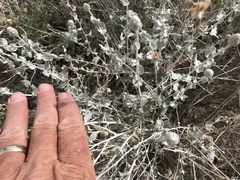 Brickellia incana