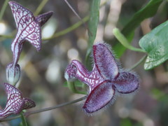 Aristolochia deltantha