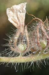 Phacelia cicutaria hispida