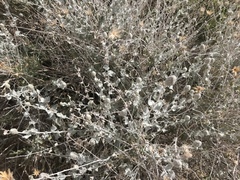 Brickellia incana
