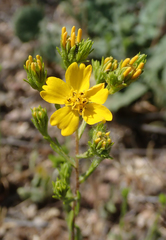 Deinandra fasciculata