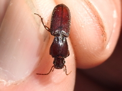 Stenomorphus californicus