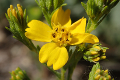 Deinandra fasciculata