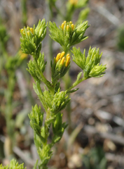 Deinandra fasciculata
