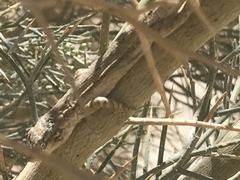 Urosaurus graciosus