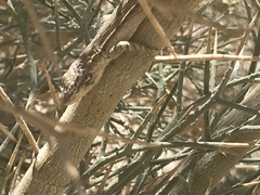 Urosaurus graciosus