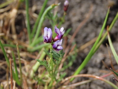 Astragalus tener