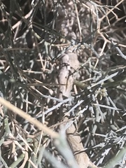 Urosaurus graciosus