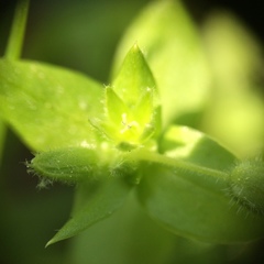 Stellaria apetala