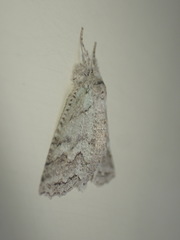 Declana niveata