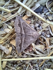 Lesmone griseipennis