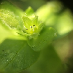 Stellaria apetala
