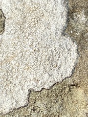 Pertusaria plittiana
