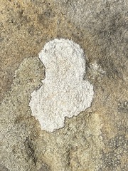 Pertusaria plittiana