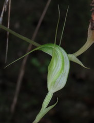 Pterostylis depauperata