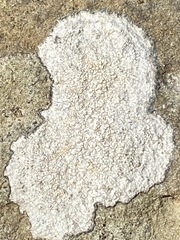 Pertusaria plittiana