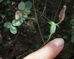 Pterostylis depauperata